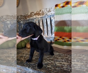 Labrador Retriever Puppy for sale in APPOMATTOX, VA, USA