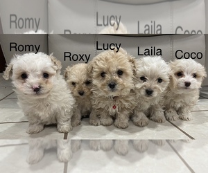 Maltese-Poodle (Toy) Mix Puppy for sale in PORTLAND, OR, USA