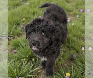 Poodle (Standard)-Unknown Mix Dogs for adoption in San Diego, CA, USA
