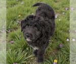 Small Poodle (Standard) Mix