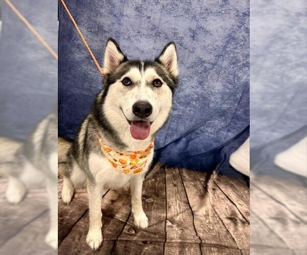 Medium Photo #1 Siberian Husky Puppy For Sale in Temple, TX, USA