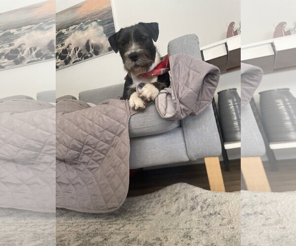 Medium Photo #2 German Wirehaired Pointer Puppy For Sale in Menifee, CA, USA