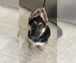 Small Photo #1 German Shepherd Dog Puppy For Sale in COLUMBUS, IN, USA