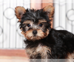 Small Yorkshire Terrier