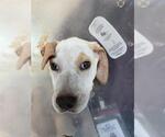 Small #1 Labrador Retriever Mix