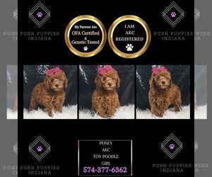 Poodle (Toy) Puppy for sale in WARSAW, IN, USA