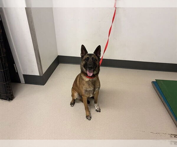 Medium Photo #1 Texas Heeler-Unknown Mix Puppy For Sale in Corona, CA, USA