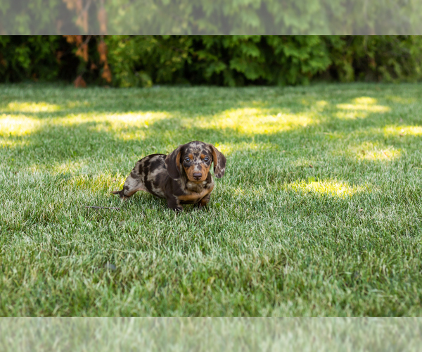 Medium Photo #5 Dachshund Puppy For Sale in MILFORD, IN, USA