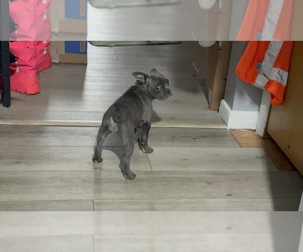 Medium Photo #4 Faux Frenchbo Bulldog Puppy For Sale in ROUND LAKE, IL, USA