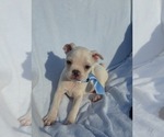 Small Photo #47 Boston Terrier Puppy For Sale in ALBANY, OH, USA