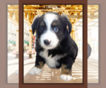 Puppy Puppy 1 Miniature Australian Shepherd