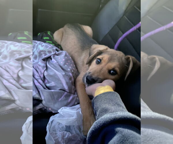 Medium Photo #2 Mutt Puppy For Sale in Holly Springs, NC, USA