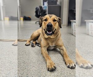 Mastiff-Unknown Mix Dogs for adoption in Chandler, AZ, USA
