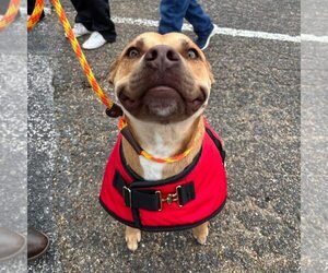 Mutt Dogs for adoption in Rowlett, TX, USA