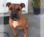 Small Photo #3 Boxer-Staffordshire Bull Terrier Mix Puppy For Sale in San Bernardino , CA, USA