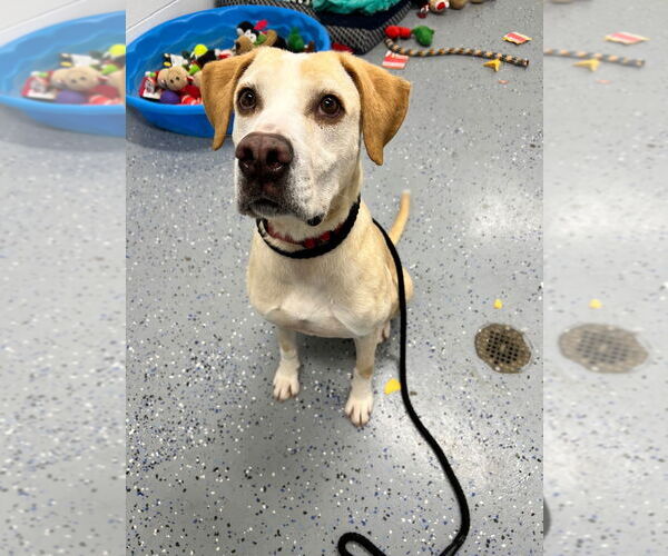 Medium Photo #7 American Staffordshire Terrier-Labrador Retriever Mix Puppy For Sale in Pierceton , IN, USA