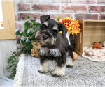 Landon - Male Schnauzer (Miniature) Puppy for Sale - Photo #7