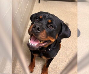 Rottweiler-Unknown Mix Dogs for adoption in Virginia Beach, VA, USA