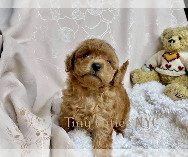 Medium Photo #5 Poodle (Toy) Puppy For Sale in LONG ISLAND CITY, NY, USA