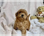 Small Photo #5 Poodle (Toy) Puppy For Sale in LONG ISLAND CITY, NY, USA