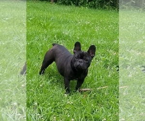 Mother of the French Bulldog puppies born on 07/15/2019