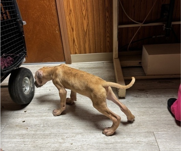 Medium Photo #49 Great Dane Puppy For Sale in ALIQUIPPA, PA, USA