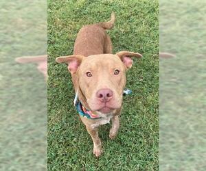 American Pit Bull Terrier-Unknown Mix Dogs for adoption in Tulsa, OK, USA