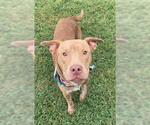Small American Pit Bull Terrier Mix