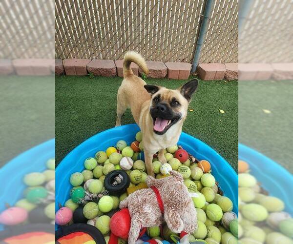 Medium Photo #2 Chinese Shar-Pei-Unknown Mix Puppy For Sale in Chula Vista, CA, USA