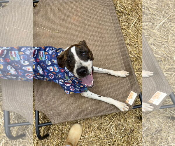Medium Photo #13 American Bulldog-Unknown Mix Puppy For Sale in Decatur, GA, USA