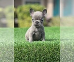 Small Photo #3 French Bulldog Puppy For Sale in NEW SMYRNA BEACH, FL, USA