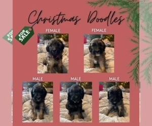 Goldendoodle Puppy for sale in SAUK RAPIDS, MN, USA