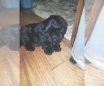 Small Photo #4 Shih Tzu Puppy For Sale in HOLLY, MI, USA