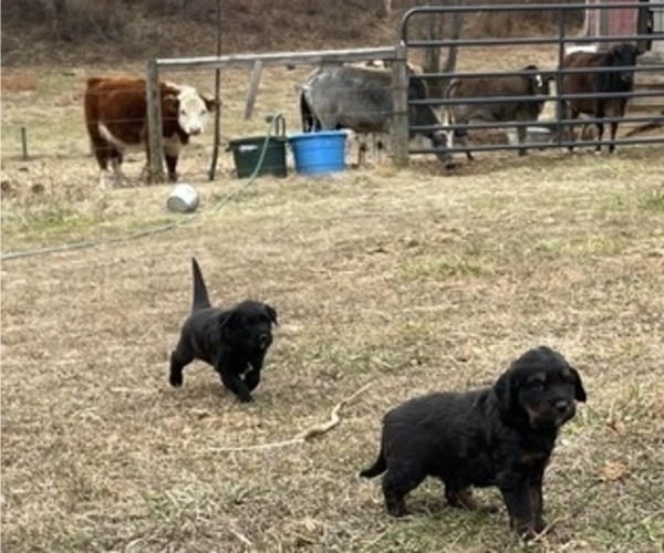 Medium Photo #6 Aussiedoodle Puppy For Sale in WESTMINSTER, MD, USA