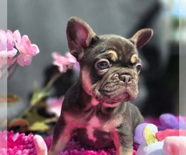Medium Photo #6 French Bulldog Puppy For Sale in BOSTON, KY, USA