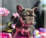 Small #5 French Bulldog