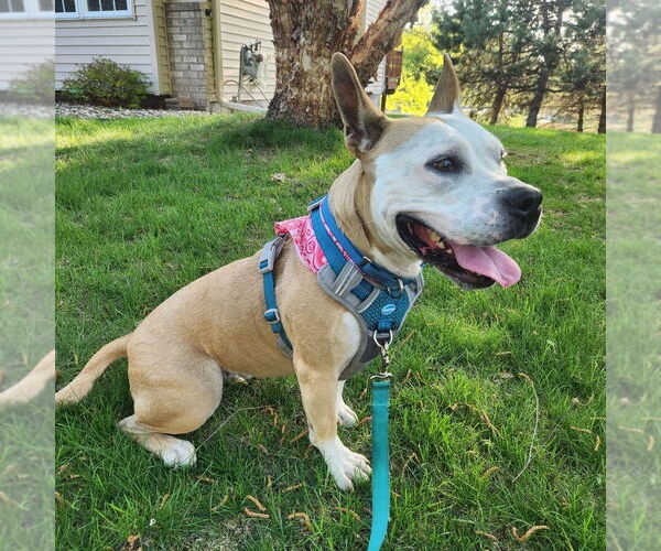 Medium Photo #4 American Pit Bull Terrier Puppy For Sale in Minneapolis, MN, USA