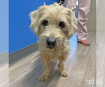 Small #3 Wheaten Terrier Mix