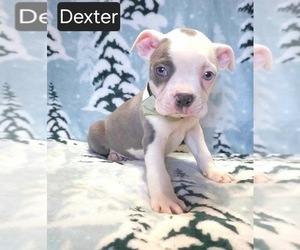 Boston Terrier Puppy for sale in MINERAL WELLS, WV, USA