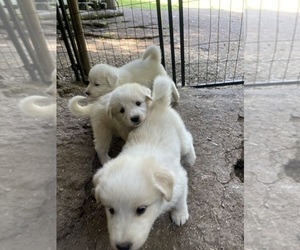 Great Pyrenees Puppy for sale in MONROE, WA, USA