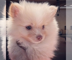 Pomeranian Puppy for Sale in HESPERIA, California USA