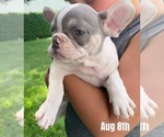 Puppy Rosie French Bulldog