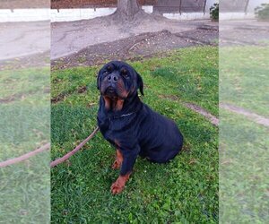 Rottweiler Dogs for adoption in Tustin, CA, USA