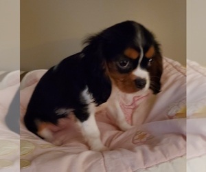 Cavalier King Charles Spaniel Puppy for sale in HUDSON, FL, USA