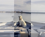 Small Photo #8 Labrador Retriever Puppy For Sale in OTHELLO, WA, USA