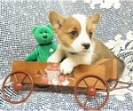 Small Photo #2 Pembroke Welsh Corgi Puppy For Sale in GROVESPRING, MO, USA