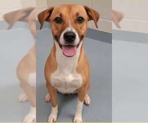 Shayla - coming soon - Female Labbe Dog for Adoption - Photo #3