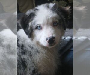 Australian Shepherd Puppy for sale in WILSON, NY, USA