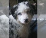 Image preview for Ad Listing. Nickname: AKC Ch Ln BMM