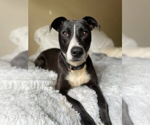 Mutt Dogs for adoption in Rockaway, NJ, USA